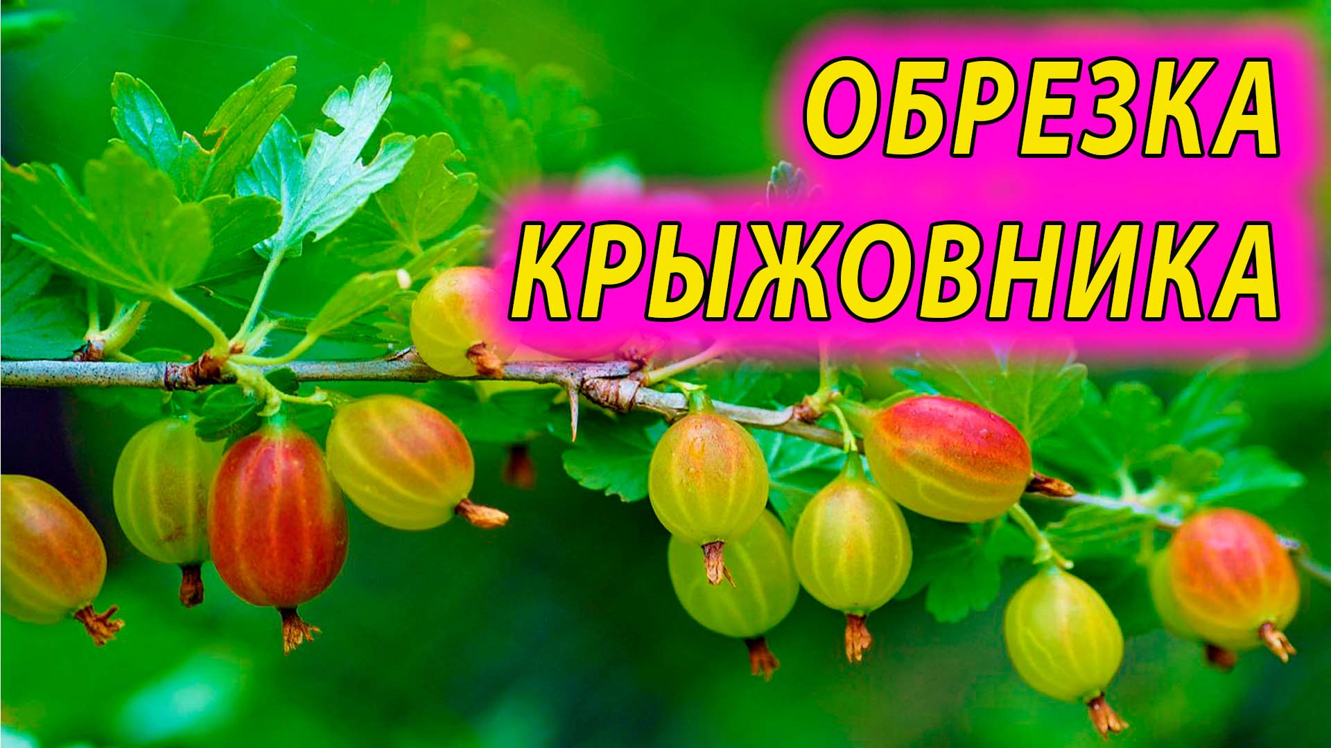 1 Ягоды крыжовника для дошкольников. Крыжовник как пишется правильно