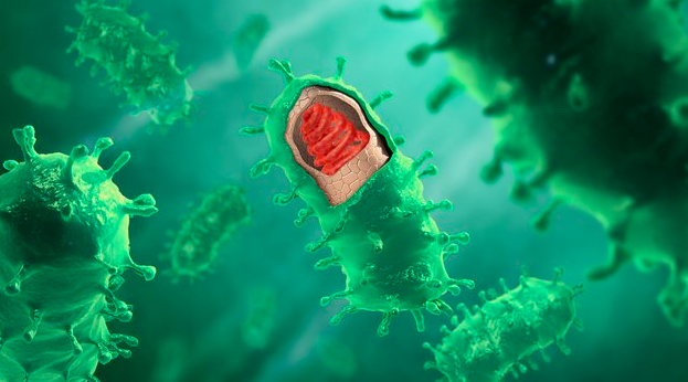 Вирус бешенства.