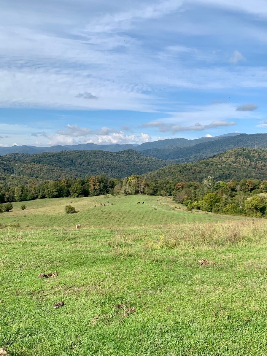 Виднеются остатки вскопанных полос на бывших плантациях