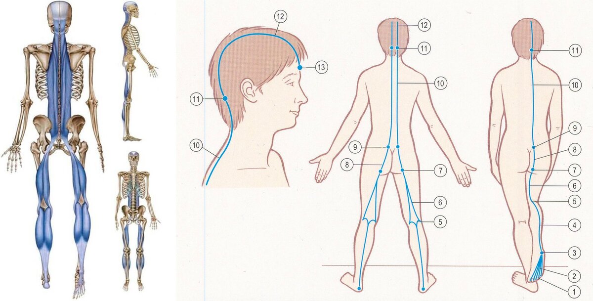 Поверхностная задняя линия тела по Томасу Майерсу