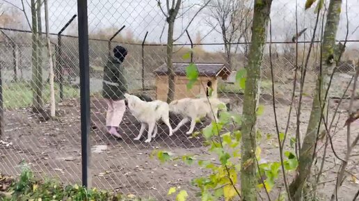 Чёрная Волчица начала всерьёз кусать девушку. Делаем замер волэндов.