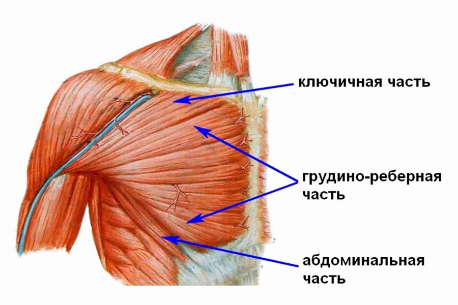 Грудная мышца делится на три части: ключичная часть, грудино-реберная и абдоминальная (брюшная) части. Реберная часть грудных мышц обладает наибольшей силой и мышечной массой, по сравнению с другими частями.