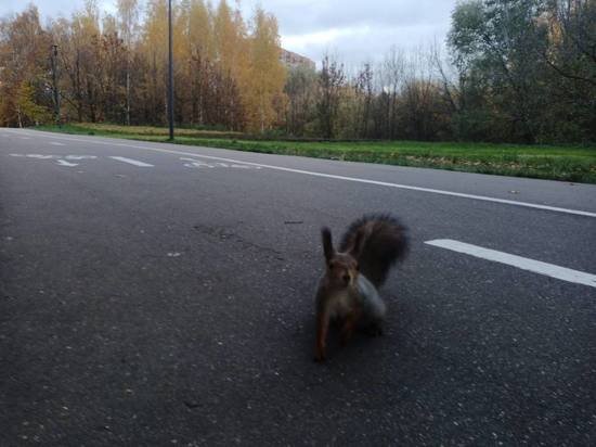     Фото: МК в Туле