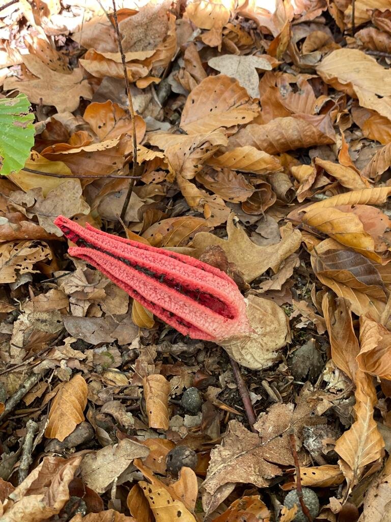 Еще нераскрывшийся бутон тянул свои листочки, похожие на щупальца морского животного