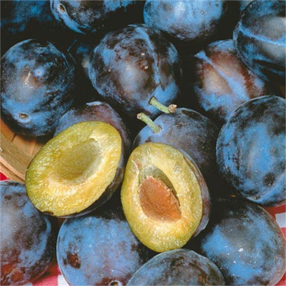 Фото не моё, но слива очень похожа на воспоминания из детства🙂