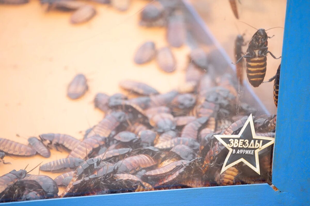    Кадр из видео