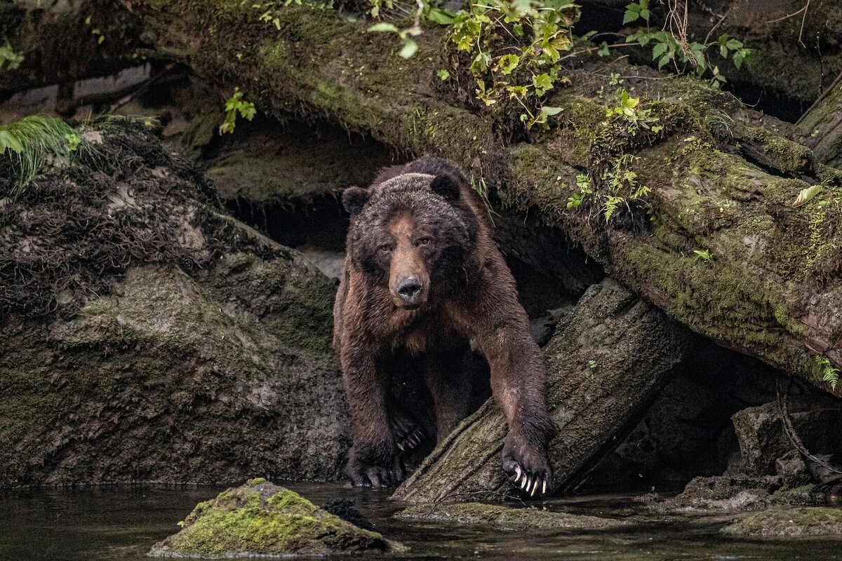     «Ночь гризли»: загадочная череда смертоносных нападений медведей в одном из национальных парков США