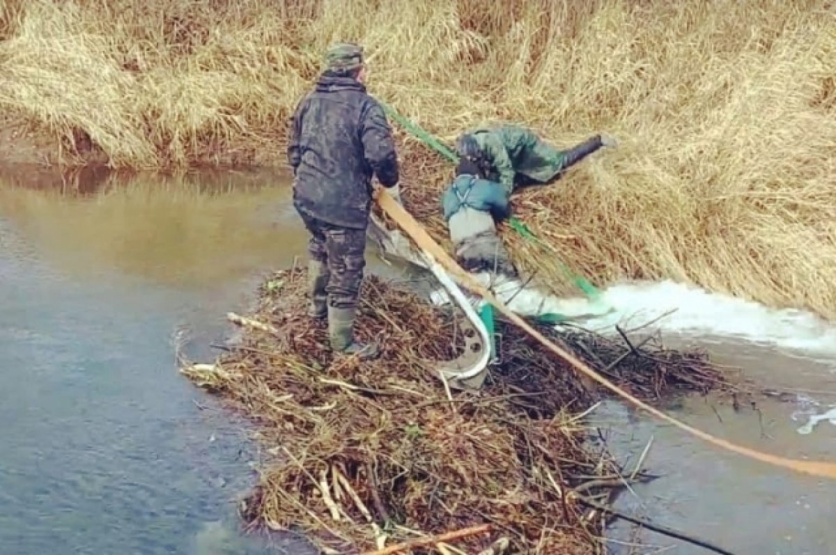    В Бежецком районе мужчины освобождают реки от бобровых плотин