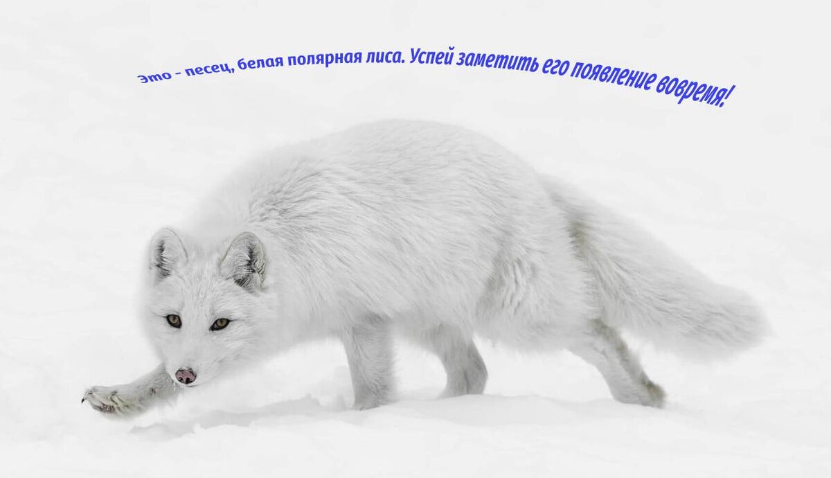 Коллаж автора