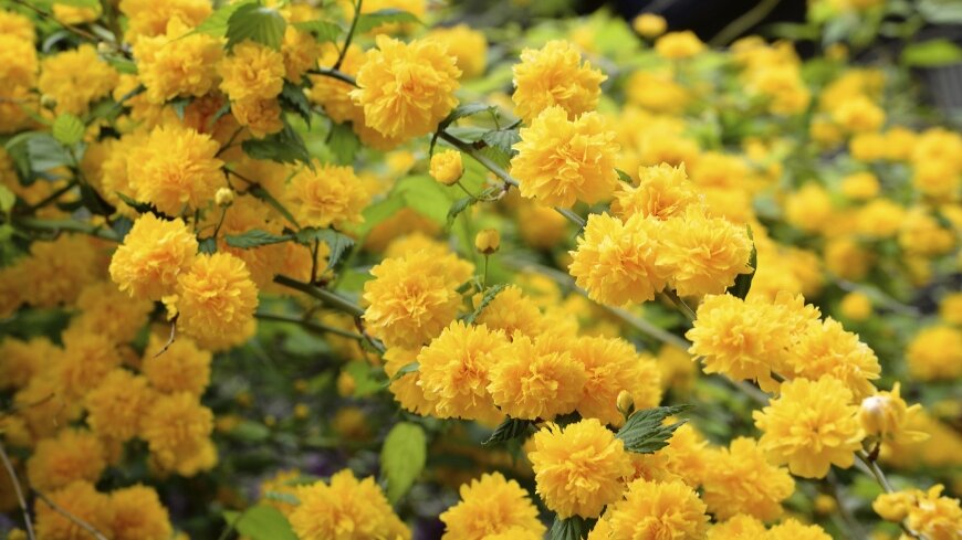 Привлекательна керрия своим солнечным цветением