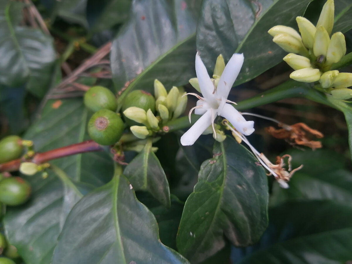 Кофе цветет