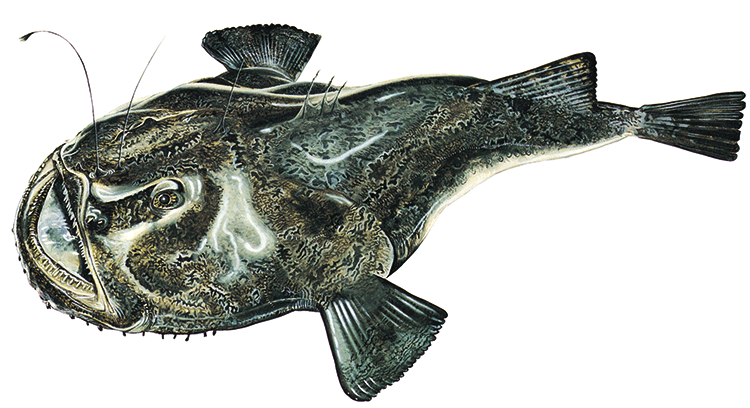 Lophius piscatorius