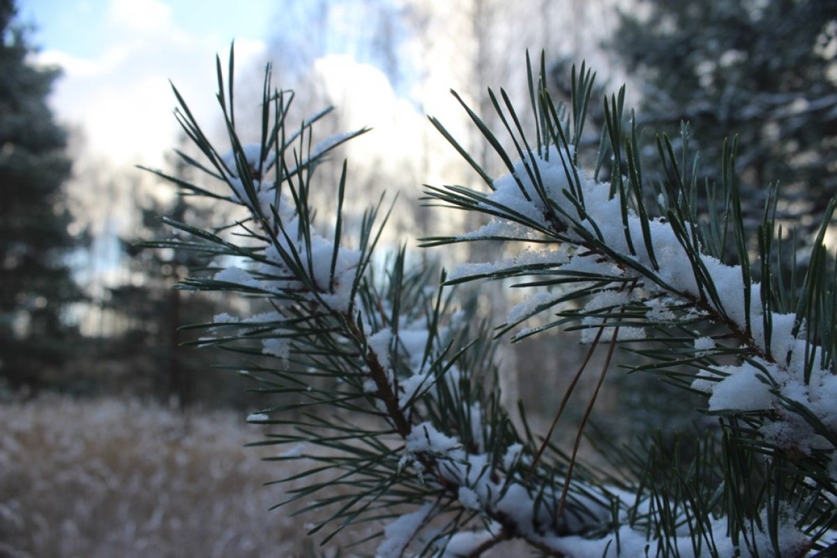    На телебашне в Твери включат подсветку в поддержку акции «Сохраним лес»