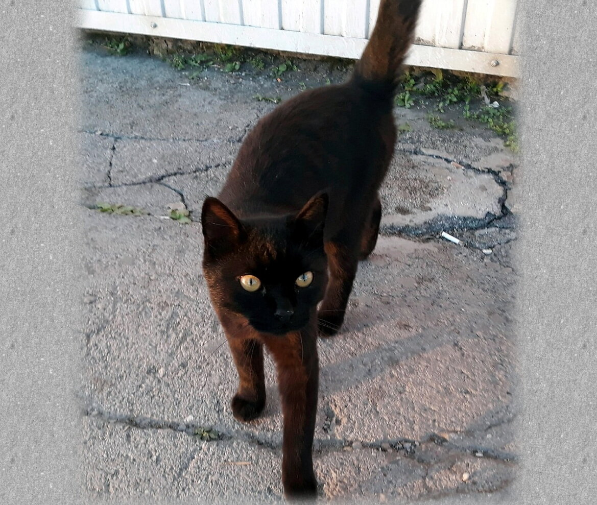 Брошенный черный котик все лето бегал за людьми, пытаясь найти своих хозяев