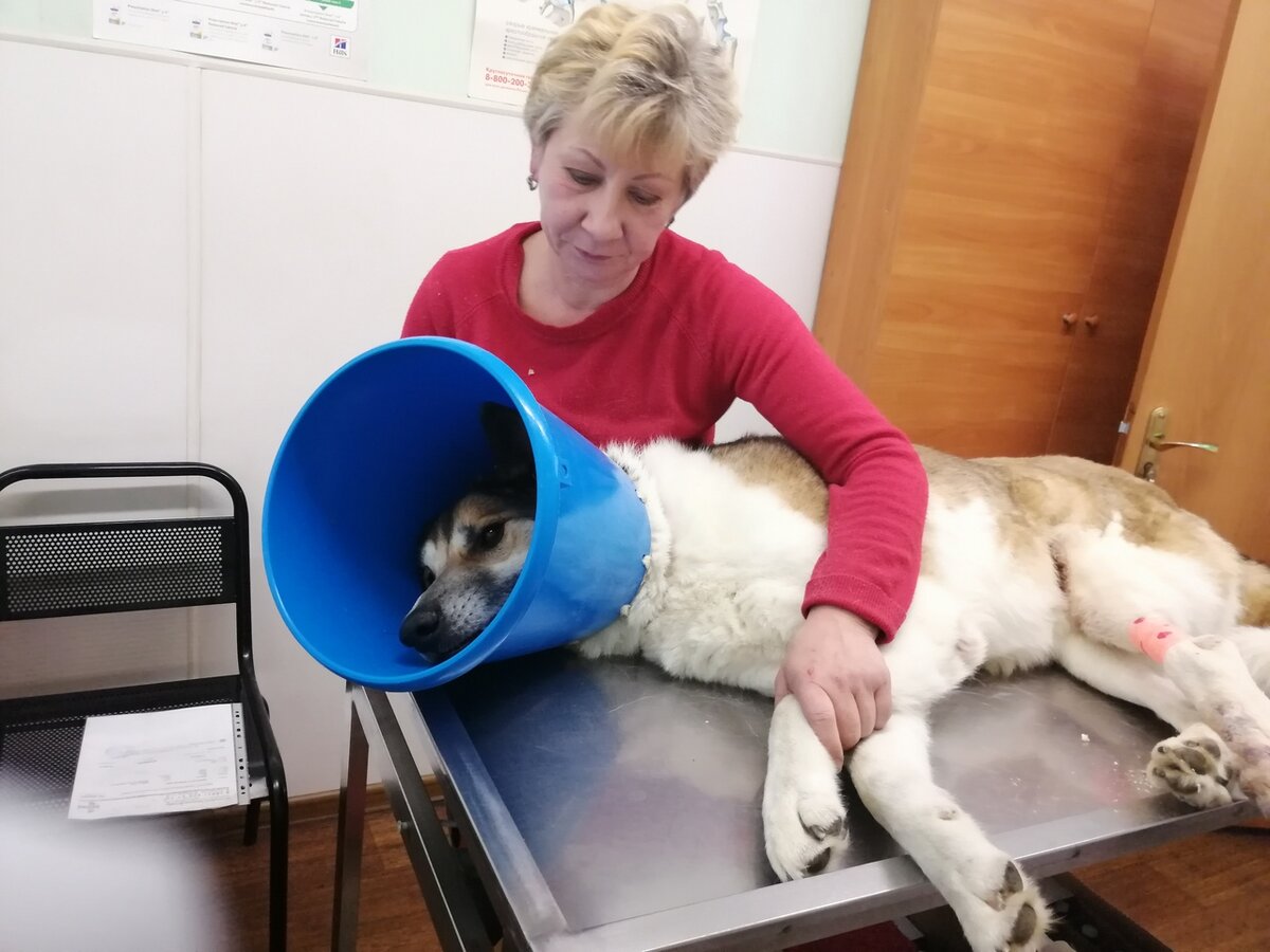 Октябрь 2019г, клиника "Айболит", у Байкала обнаружились камни в почках.