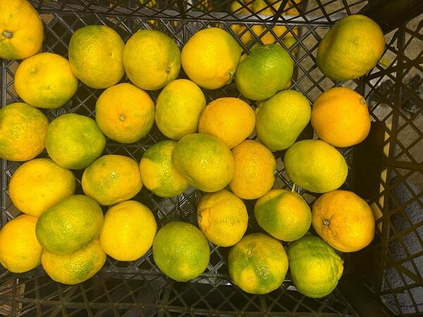  Фото: Россельхознадзор Северо-Запад 