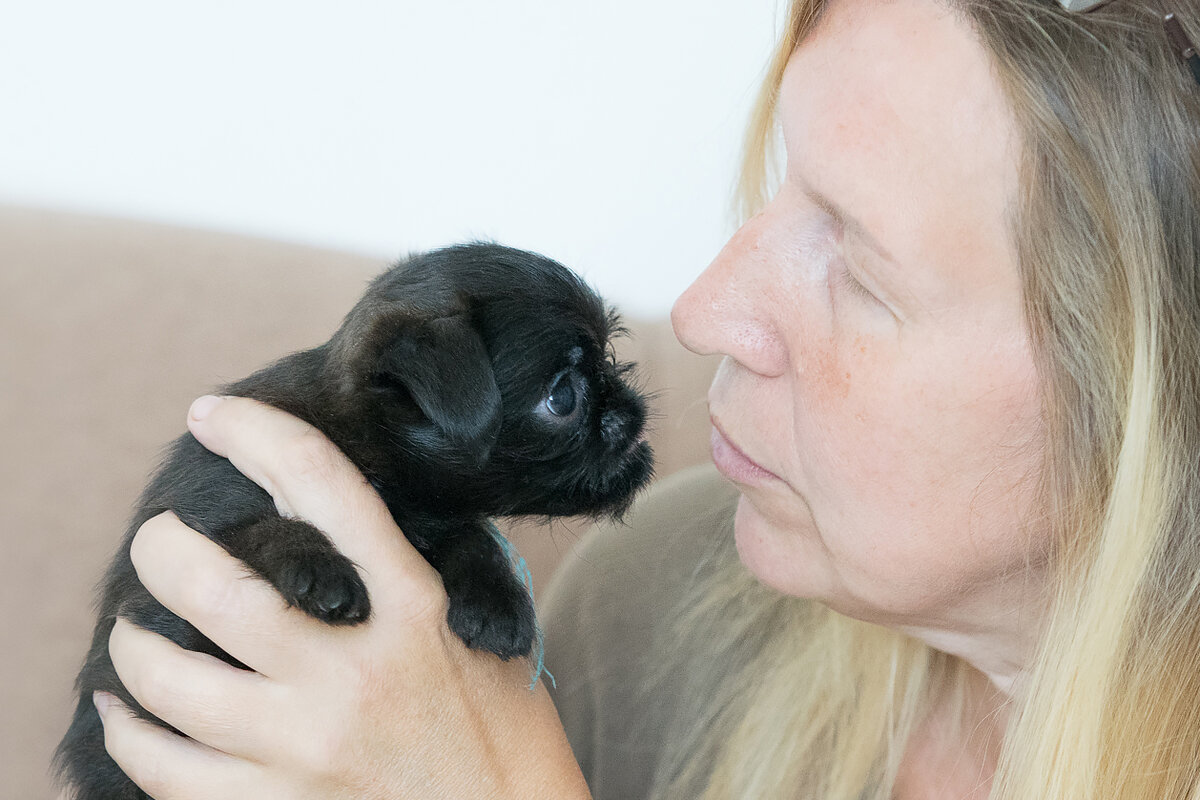 Щенок бельгийского гриффона 