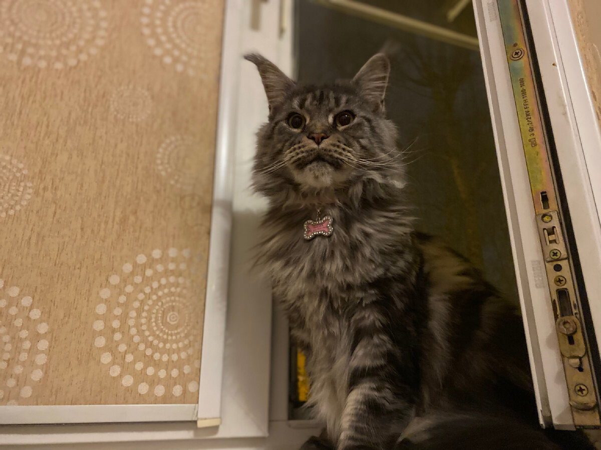 Никуся проветривается. Одно «лицо» с Мали, правда? 