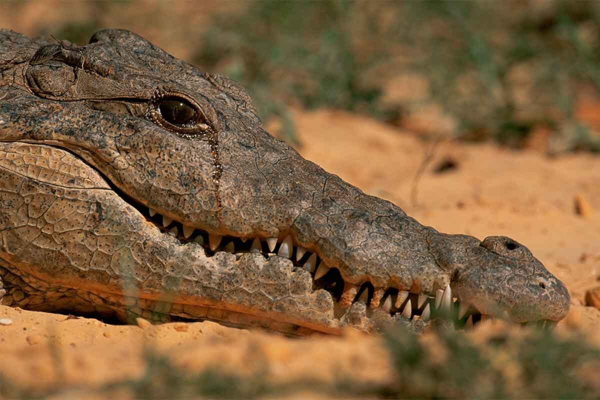 Источник: animaljournal.ru