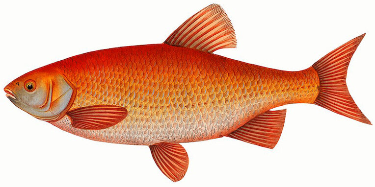 Leuciscus idus var. orfus