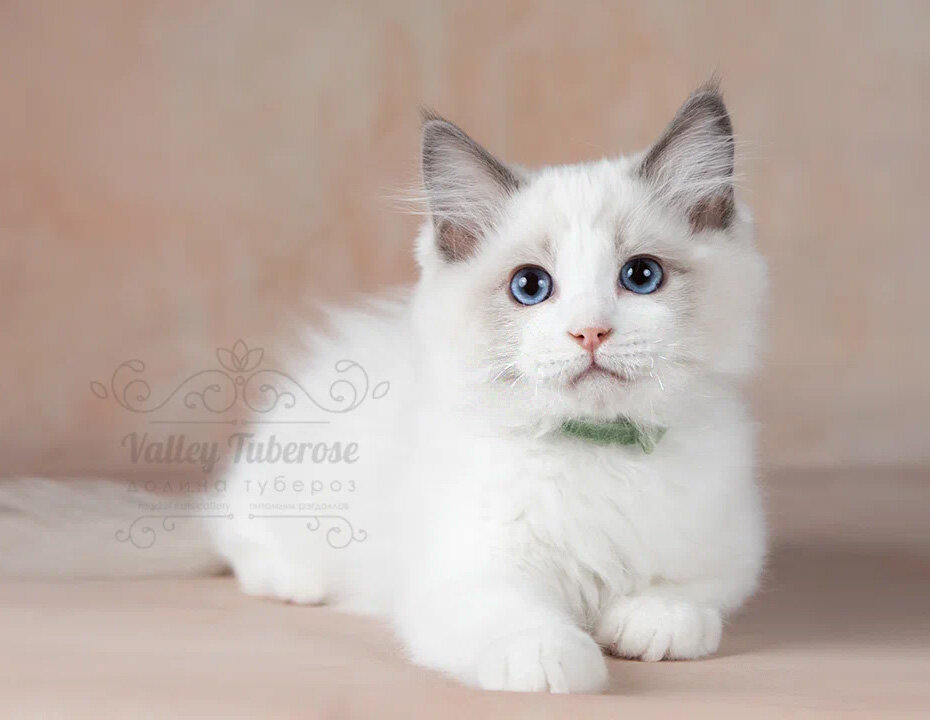 Bart Valley Tuberose - котенок из первого помета Жанин. На фото совсем без усов, хоть и не очень это видно.