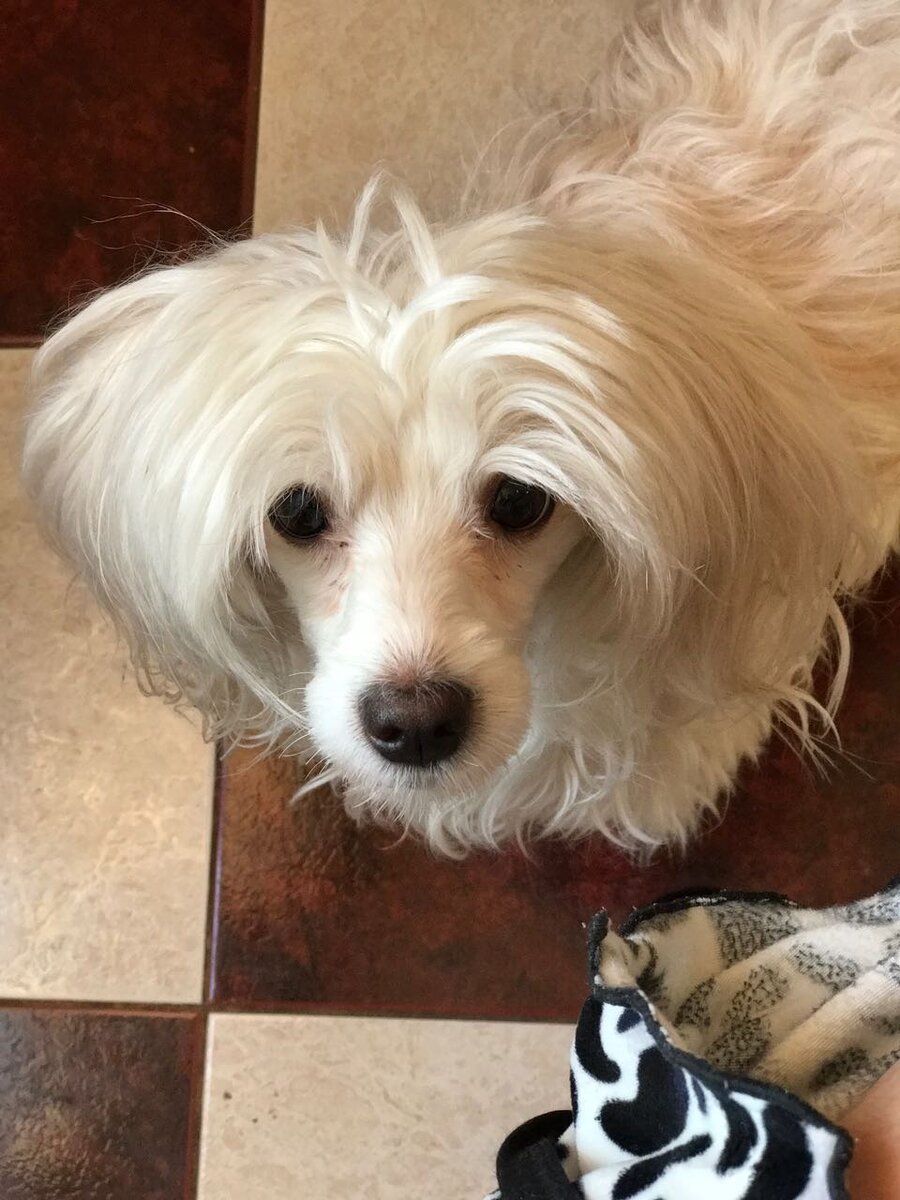 Мы ж, собаки, не можем придумывать чувства!