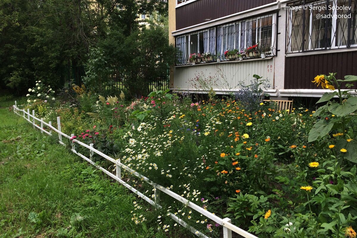 В луговом разнотравье 2018 года трудно было заметить посаженные весной розы, хотя многие из них зацвели.