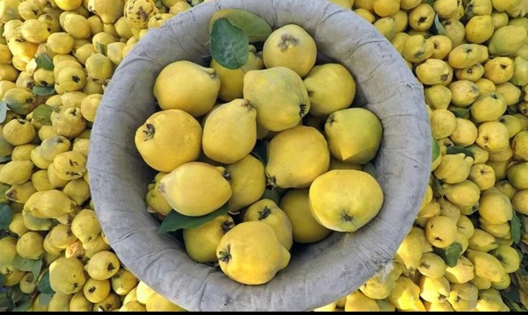 Фото: Джумхуриет