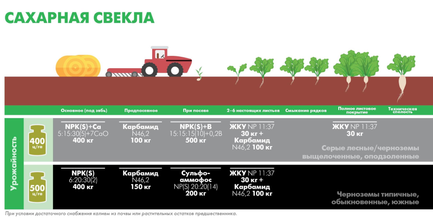 Особенности выращивания сахарной свеклы