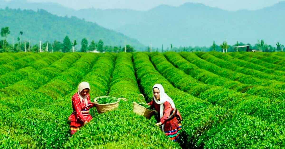 Чайная плантация