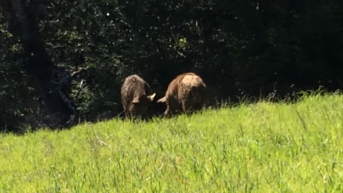Драка кабанов. Листай дальше ------>