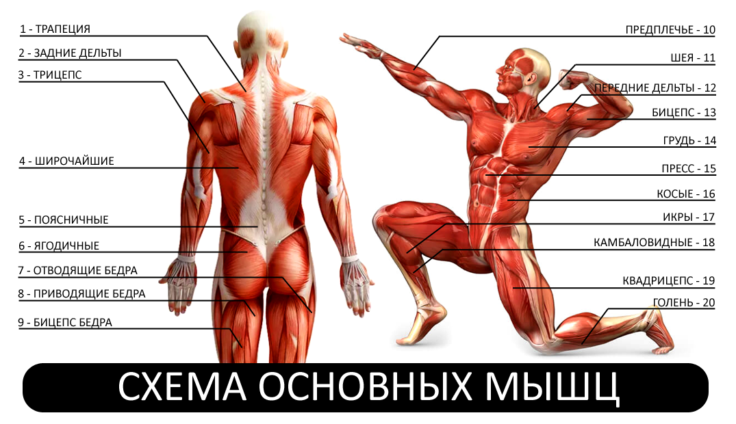 Какие изначальные мышцы часто пропускают на тренировках: подробный обзор скрытых мышечных групп