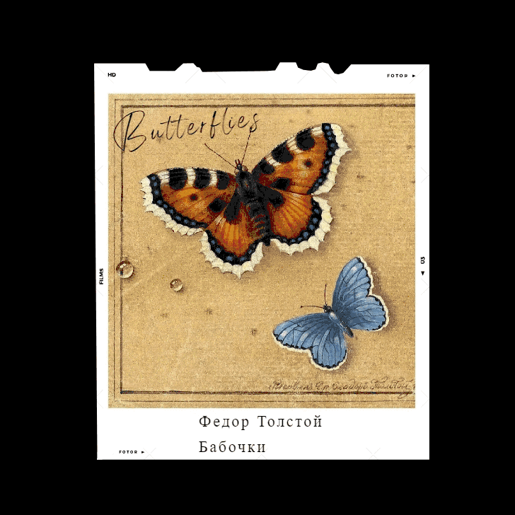 Фёдор Петрович Толстой, «Бабочки», «Ягоды красной и белой смородины»