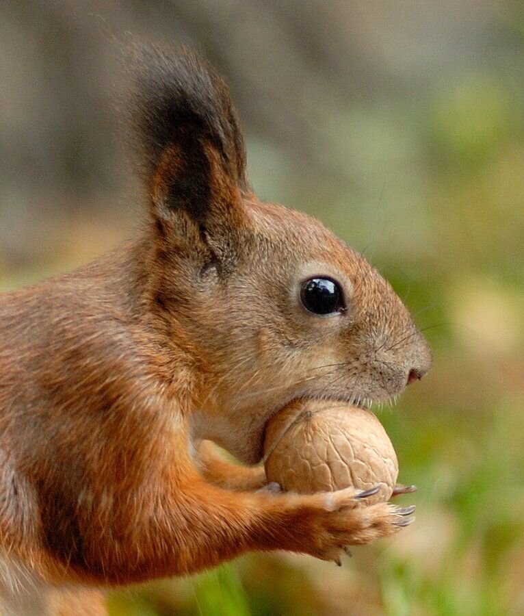 Белка с орехом. Белка с орехами во рту. Белка грызет орех. Белка с орехом. Белка на белом фоне.