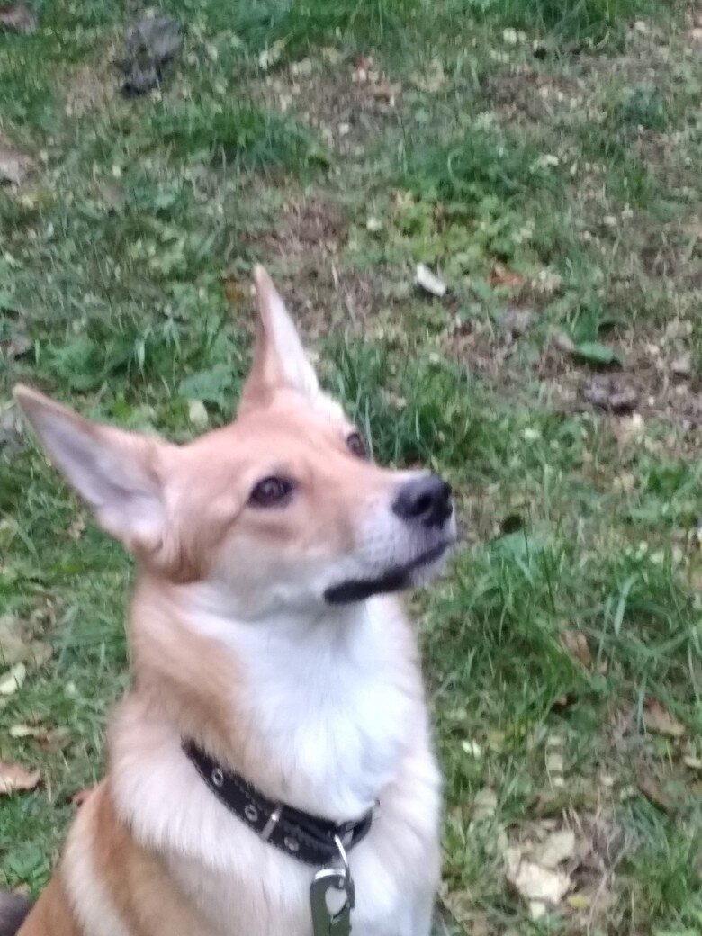 Рыжая Белка. Фото с архива.