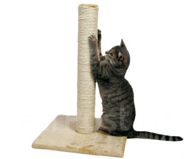 Кошка и когтеточка