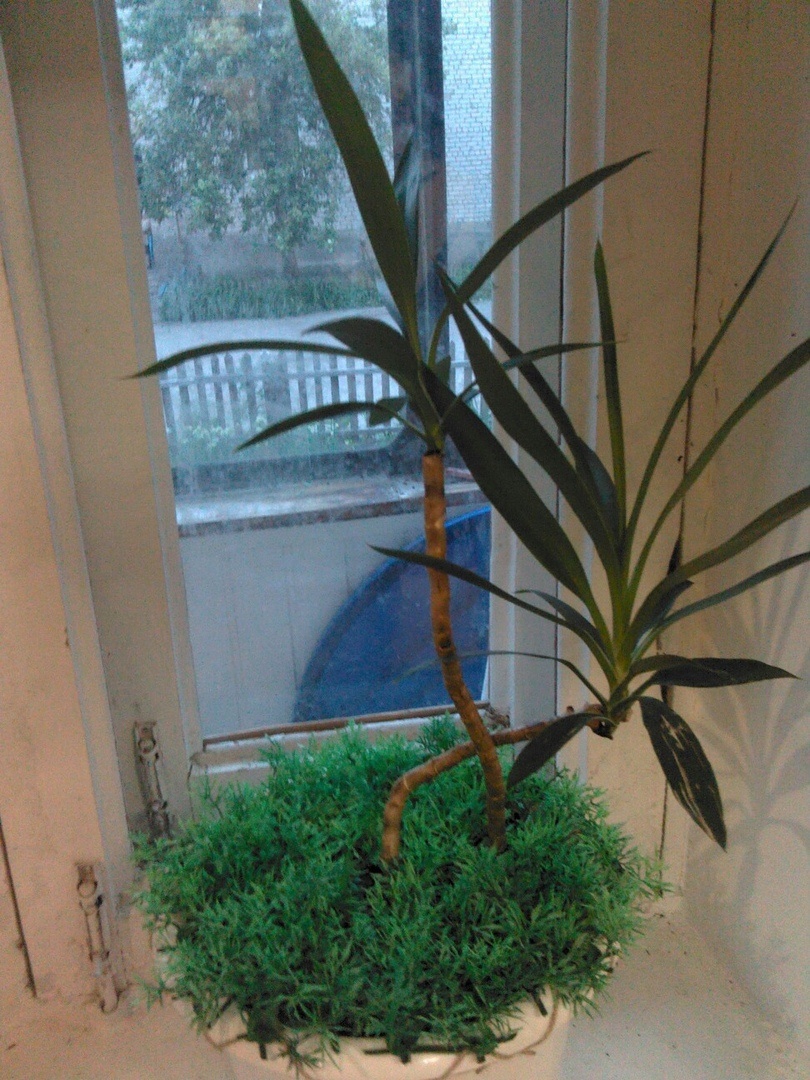 Второй цветок тоже на всякий случай покрыли