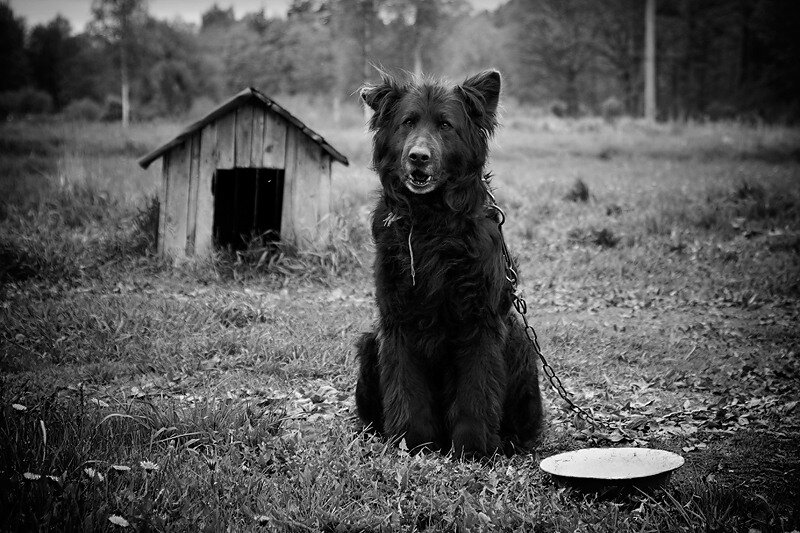 Не хватит во мне сил, посадить собаку на цепь...