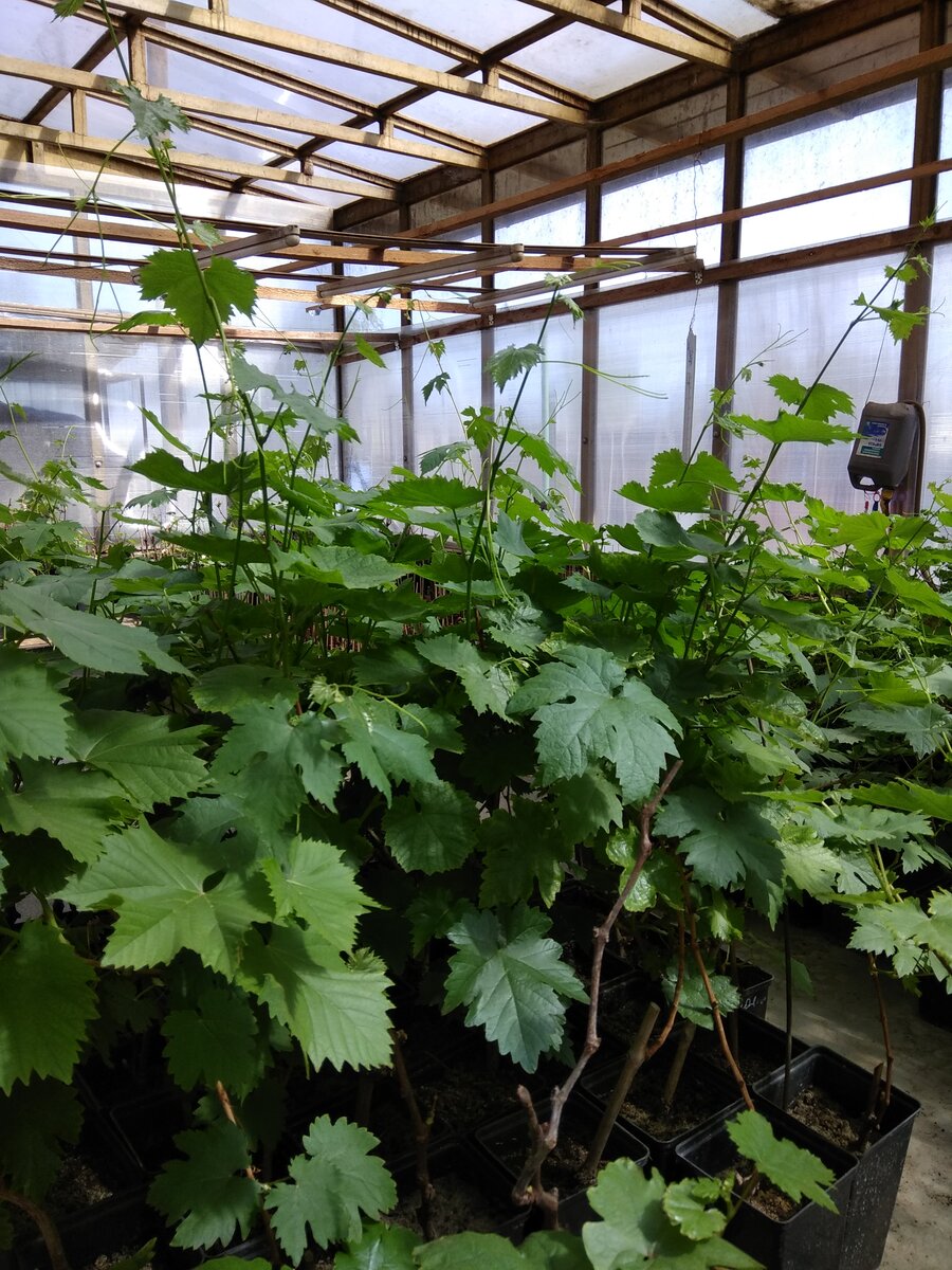 Вот эти красавчики предмет моих мечт и желаний!