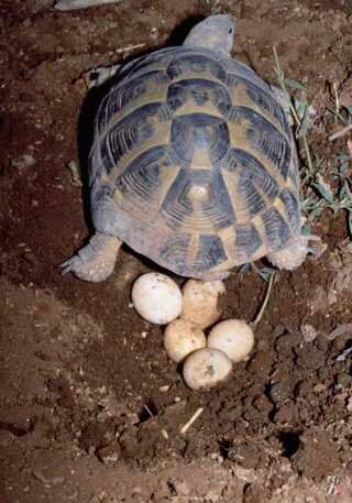 Содержание среднеазиатской черепахи - террариум