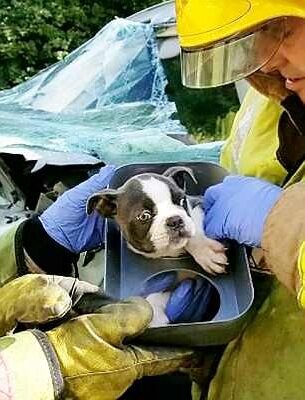 Испуганный щенок которого все-таки достали.