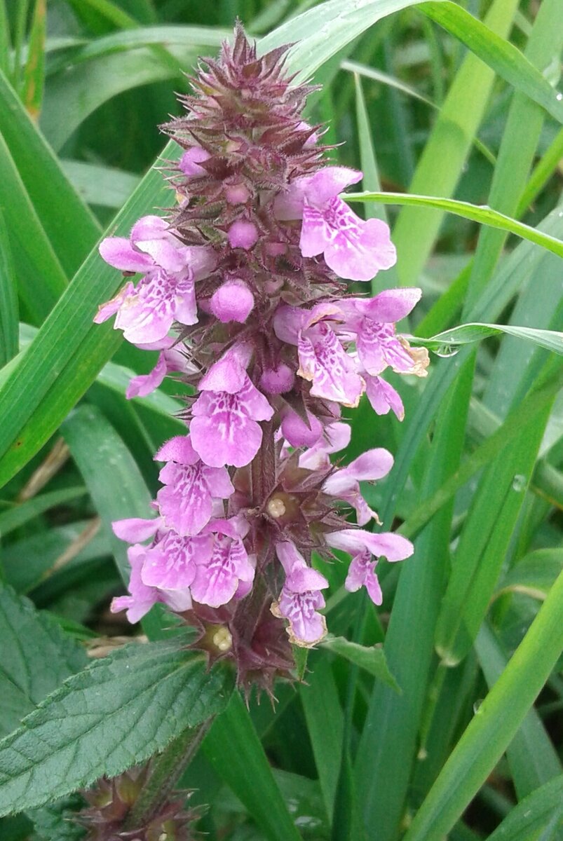 Чистец альпийский 