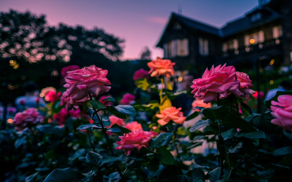 Фото из открытых источников.