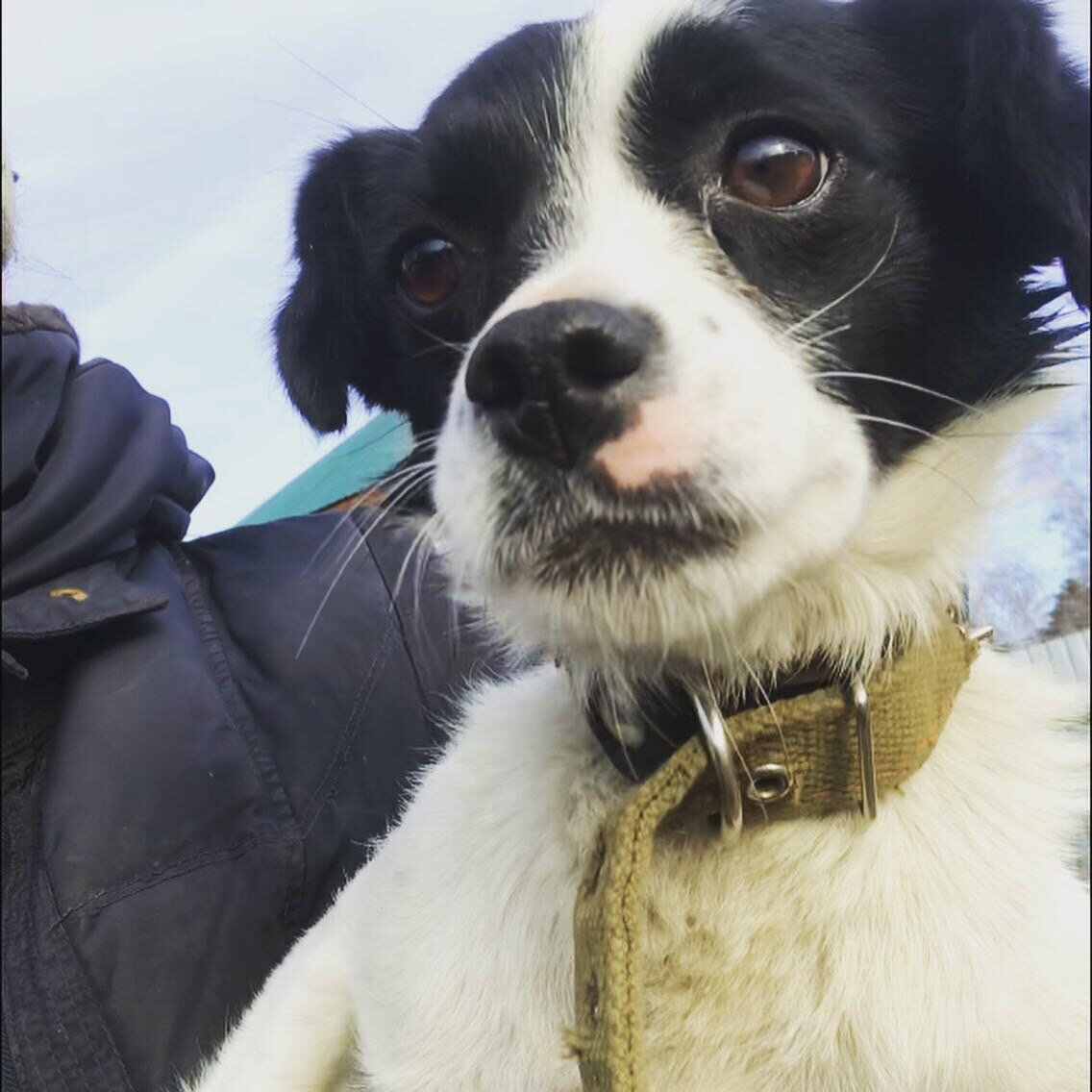 Розка находится в Иркутске у меня на передержке. Информация по ней в инстаграмм dog_life138