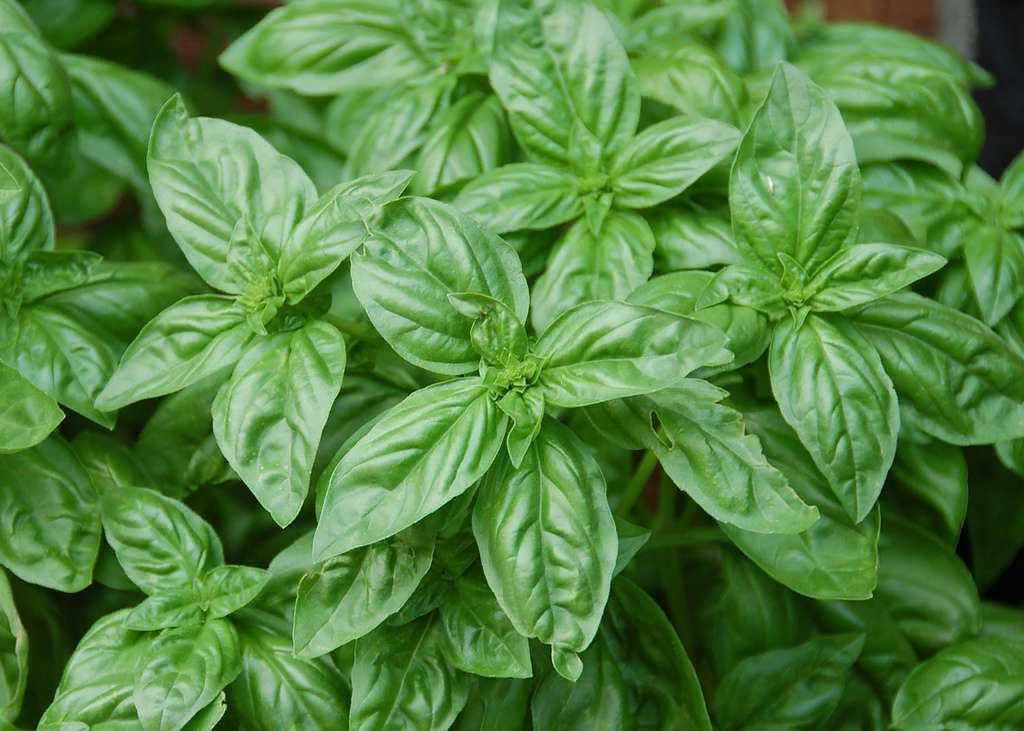 Базилик Зеленый Лайм.
