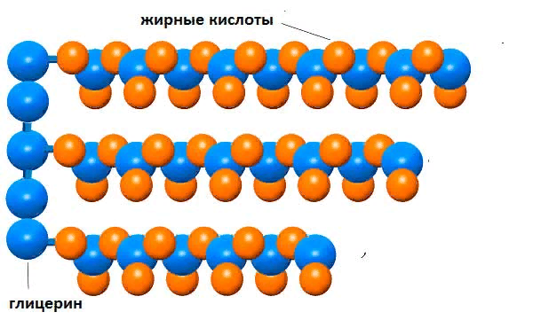 Структура триглицеридов (ТАГ)
 https://images.app.goo.gl/Sm4KHv3JohhsTHoV9 