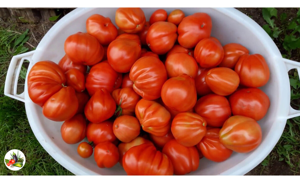 Томаты Пузата хата