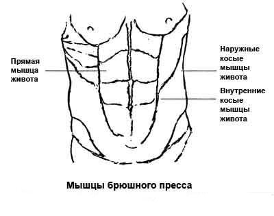 Прежде чем мы начнем изучать комплексы упражнений для накачки мышц пресса, я предлагаю вам узнать органы мышц живота (анатомию).Хех, зачастую то, что большинство людей называют о развитом, красивом прессе – называется прямая мышца живота. Помимо прямой мышцы есть ещё и наружные и внутренние косые мышцы живота.