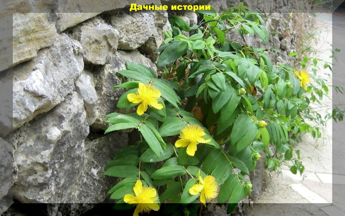 https://vk.com/photo-159774511_457242812. Густой ёжик длинных тычинок украшает желтые цветки зверобоя чашечкового (Hypericum calycinum).
