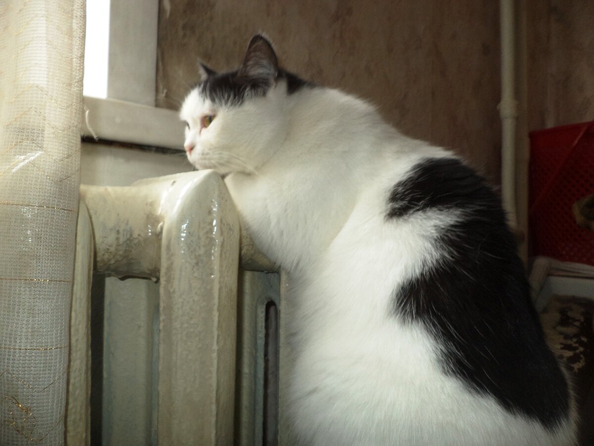 Генералиссимус Лота в ожидании приёма. 